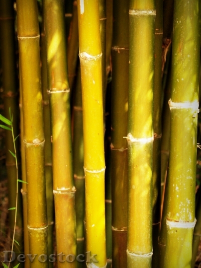Devostock Bamboo Forest Japan Background 0