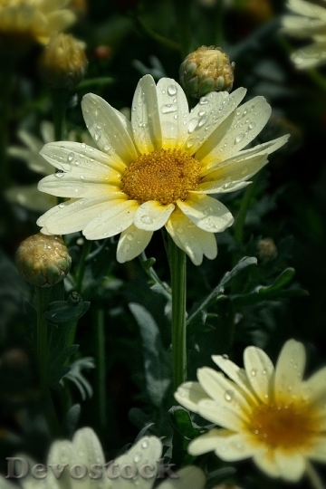 Devostock Beauty Flower Garden Daisy