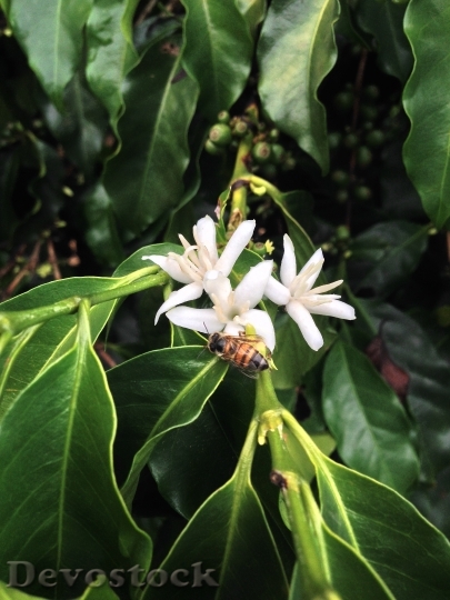 Devostock Bee Flower Coffee 645521