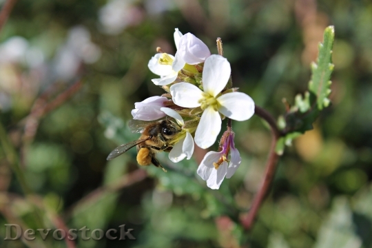 Devostock Bee Flower Insects Pollen