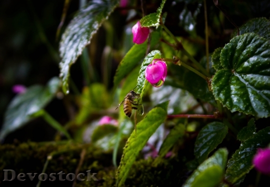 Devostock Bee Water Drops Plant