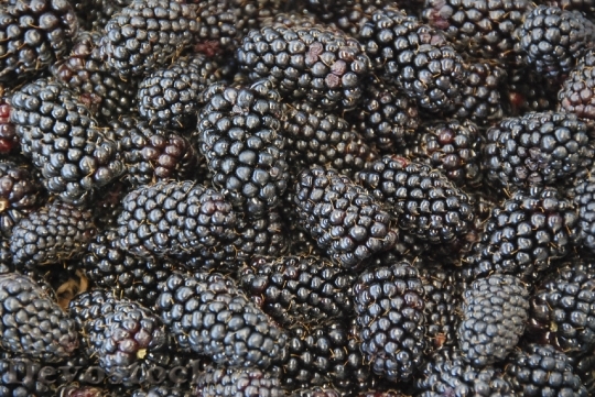 Devostock Berries Blackberries Healthy Sweet 0