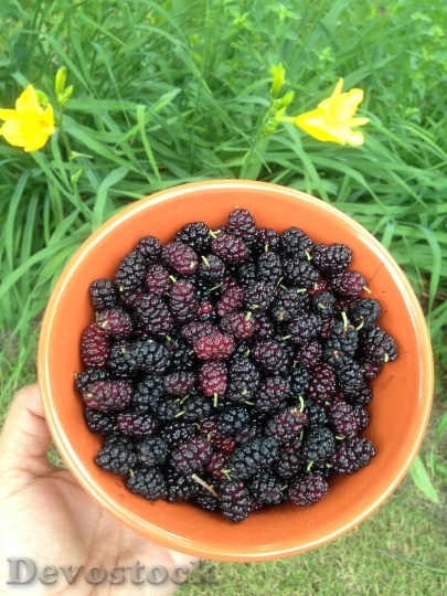 Devostock Berries Mulberries Bowl Fruit