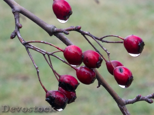 Devostock Berries Red Weissdorn Berry