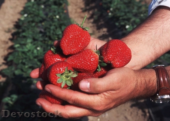 Devostock Berries Strawberries Handful 713077