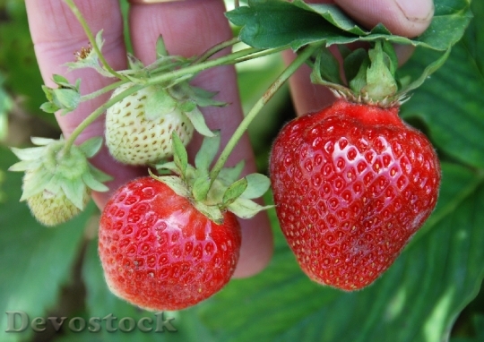 Devostock Berries Strawberries Plant Healthy