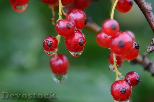 Devostock Berry Red Food Fruit 1