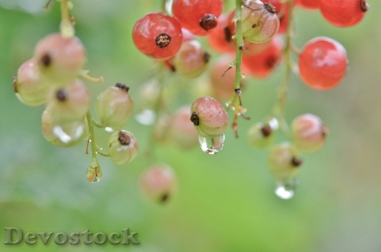 Devostock Berry Red Water Drop