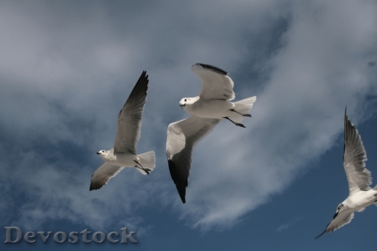 Devostock Bird Dove Flying Wing