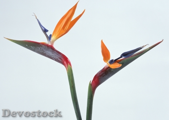 Devostock Bird Paradise Flowers Isolated