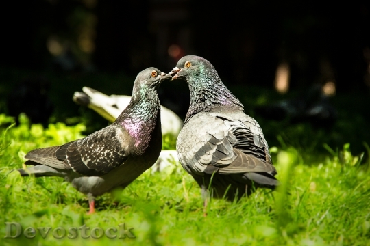 Devostock Birds Pigeons Love Couple