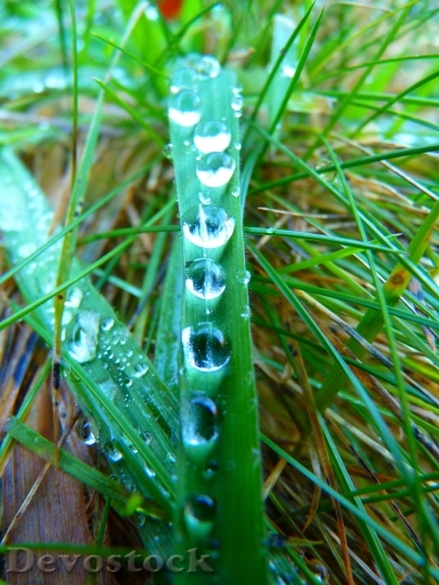 Devostock Blade Grass Drop Water