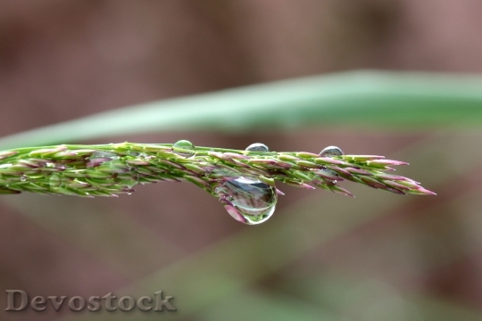 Devostock Blade Grass Raindrop Drip