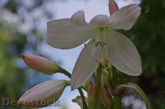 Devostock Blossom Bloom Lily White