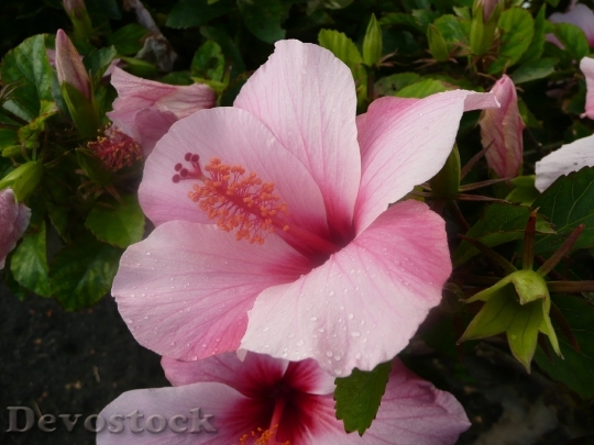 Devostock Blossom Bloom Pink Flower 10