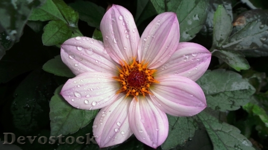 Devostock Blossom Bloom Rose Pink 0