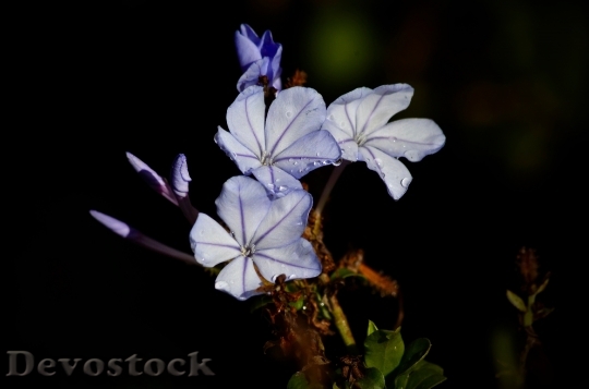 Devostock Blue Flowers Nature Spring