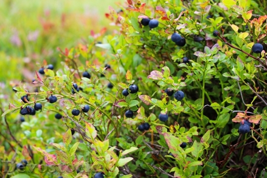 Devostock Blueberries Heather Blueberry Plant