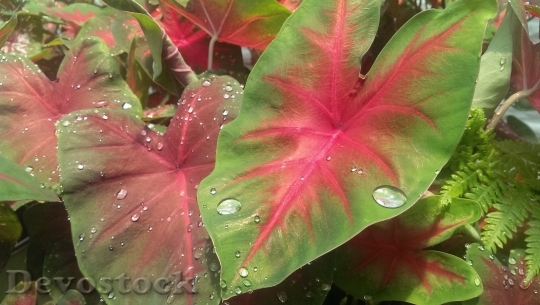 Devostock Botanical Leaves Nursery Water