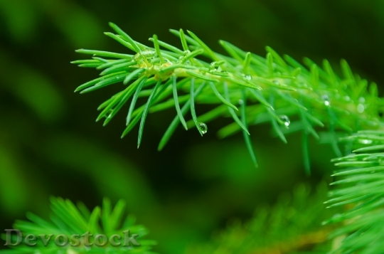 Devostock Branch Green Needles Needle 1