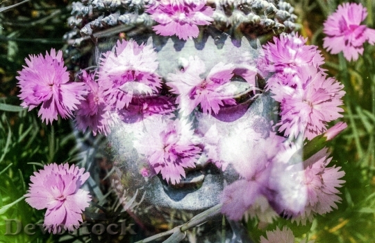 Devostock Buddha Flower Buddhism Religion 1