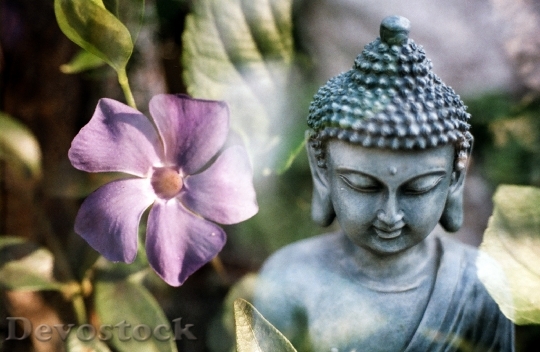 Devostock Buddha Flower Buddhism Religion 4