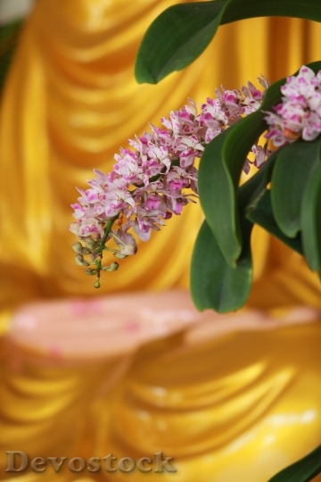 Devostock Buddha Zen Orchid Flower