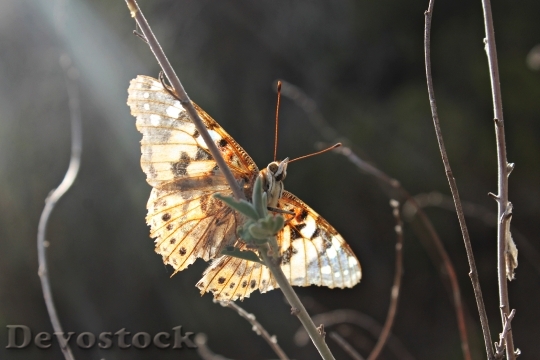Devostock Butterfly Sun Rest Wings
