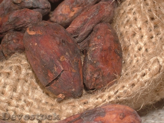 Devostock Cacao Beans Cocoa Cocoa