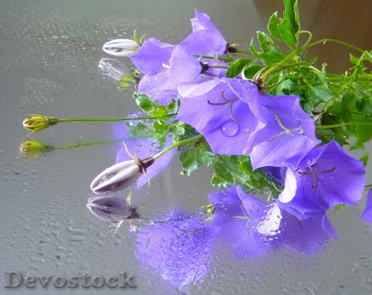Devostock Campanula Bellflower Blossom Color