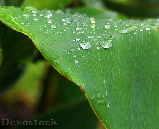 Devostock Cannae Divided Leaf Drops