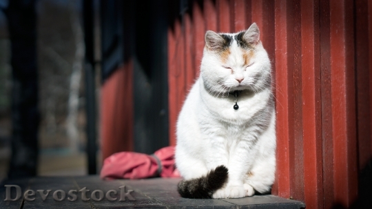 Devostock Cat Kitten Animal White 0