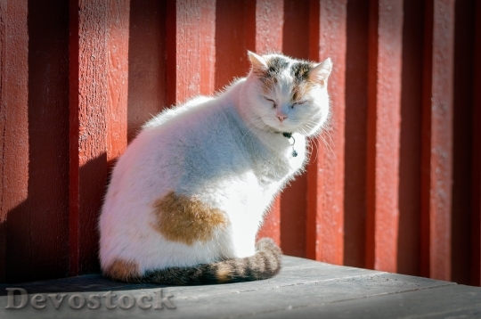 Devostock Cat Kitten Animal White