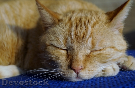 Devostock Cat Rest Recreation Siesta