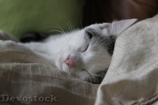 Devostock Cat Sleep Happy Blessed