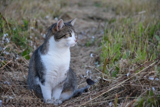 Devostock Cat Tomcat Animal Peace