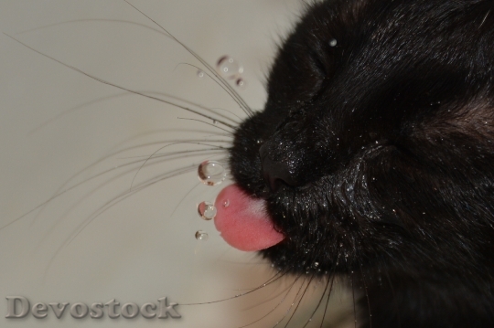 Devostock Cat Water Drinking Water