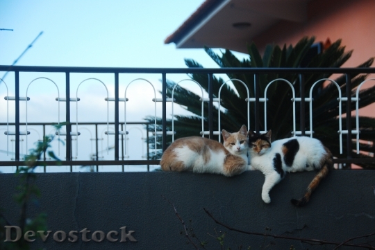 Devostock Cats Love Fence Happiness