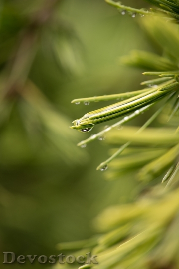 Devostock Cedar Needles Leaves Green