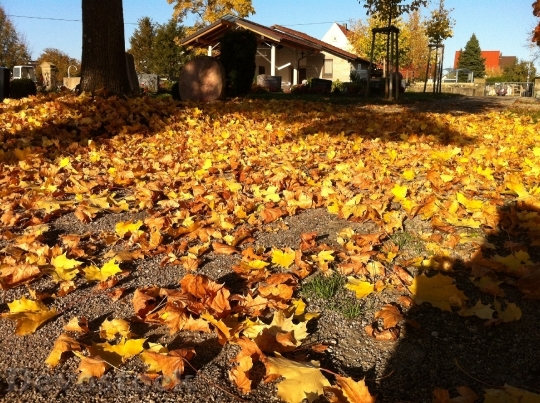 Devostock Cemetery Autumn Transience Leaves