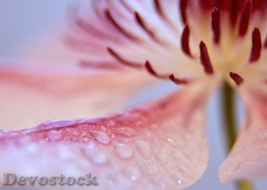 Devostock Clematis Blossom Bloom Close 2