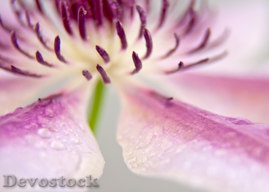 Devostock Clematis Blossom Bloom Close 7