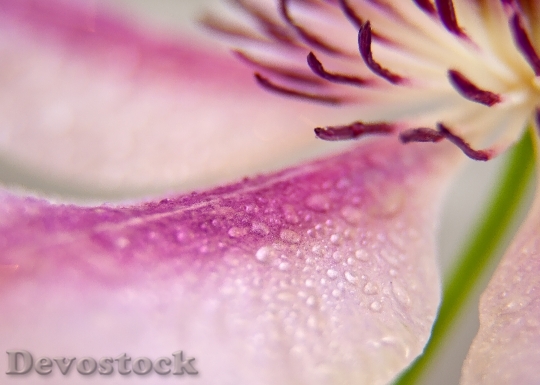Devostock Clematis Blossom Bloom Close 8