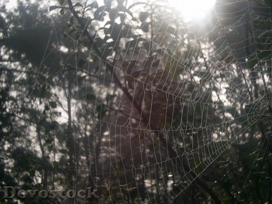 Devostock Closeup Spiderweb In Morning