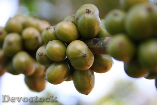 Devostock Coffee Beans Green Unripe