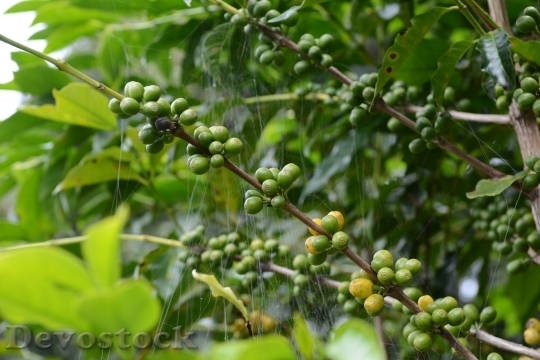 Devostock Coffee Coffee Tree Spider