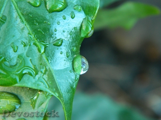 Devostock Coffee Drop Rain Agua