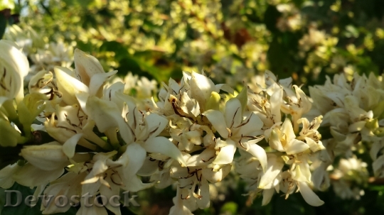 Devostock Coffee Flower Blooming Farm