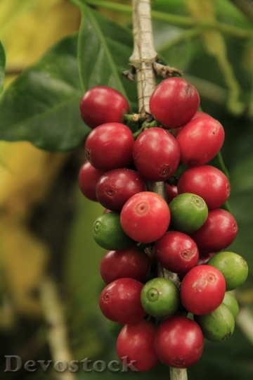 Devostock Coffee Fruit Plant Nature 1