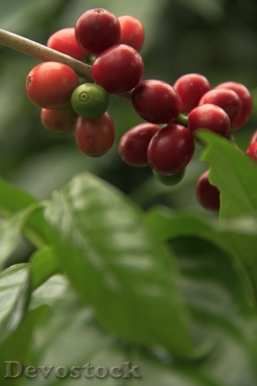 Devostock Coffee Fruit Plant Nature